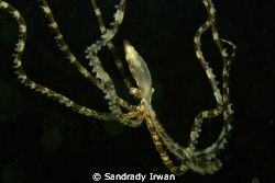Wonderpus, what a wonder octopus, 
100mm, canon 500D, se... by Sandrady Irwan 